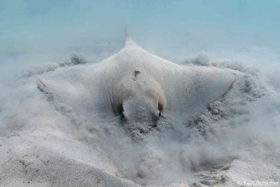 Print - Sandstorm (Kurt Schirmer)