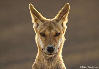 atk Print of Curious Dingo Pup (Dave Sanderson)