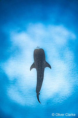 atk Print of Ningaloo Whale Shark